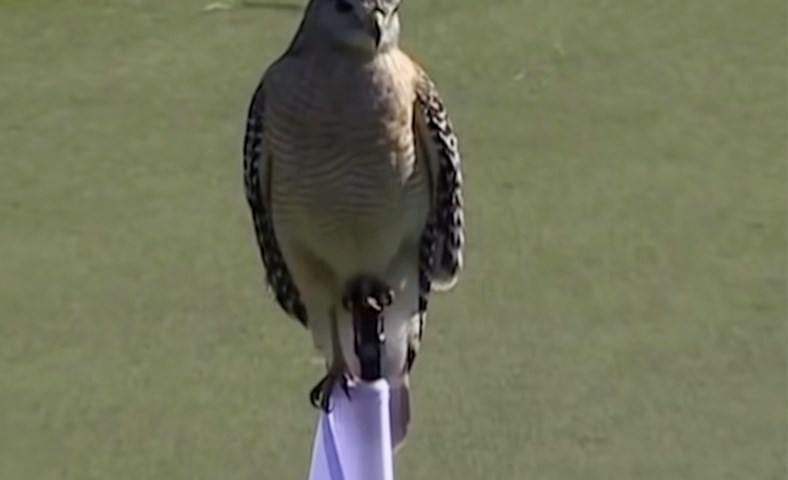 Ránfuglinn á flaggstönginni