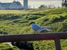 Fleiri vellir að opna - Korpan og Keilir opna um helgina
